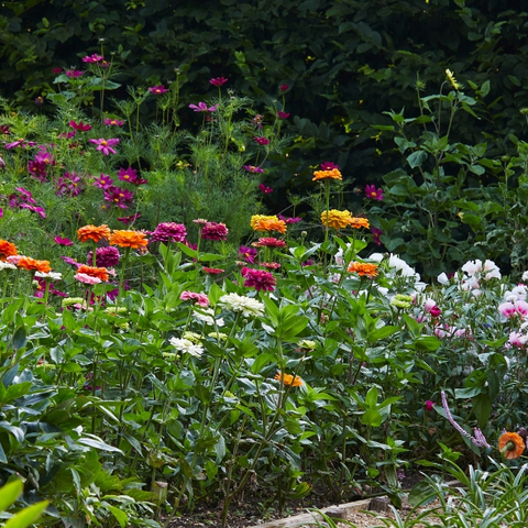 The Cutting Garden