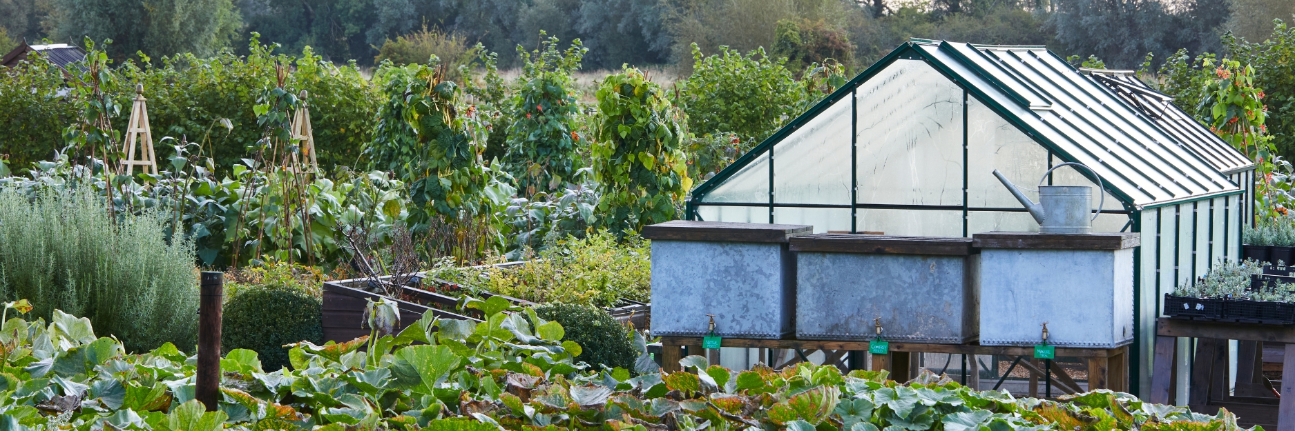 Vegetable Garden