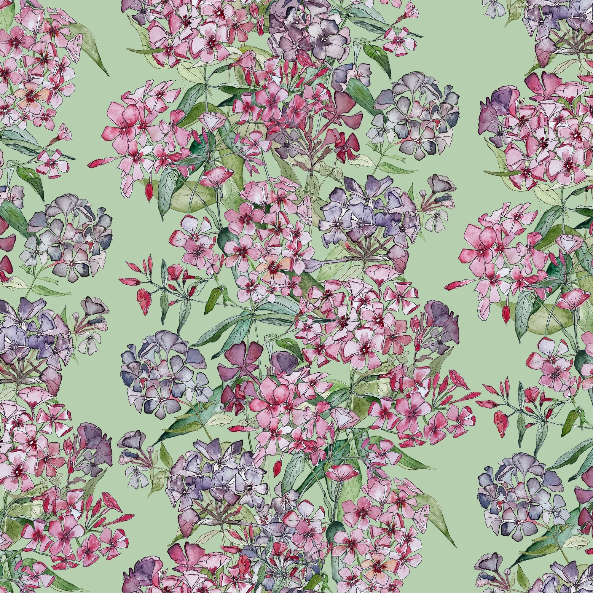 Mixed Phlox Rows Wallpaper