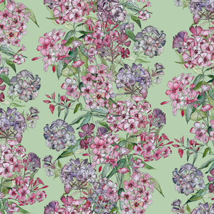 Mixed Phlox Rows Wallpaper
